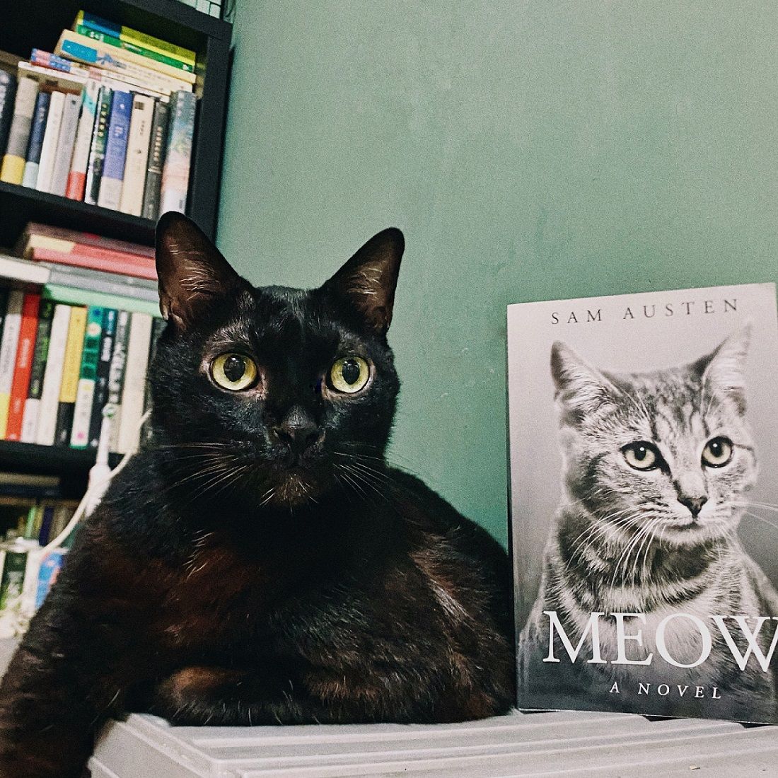 ▲誠品綠園道推寵物主題活動。（圖／業者提供）