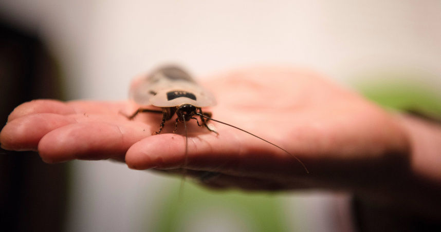 致命「接吻蟲病」蔓延美國8州！CDC示警恐成地方流行病　被咬恐致心臟衰竭