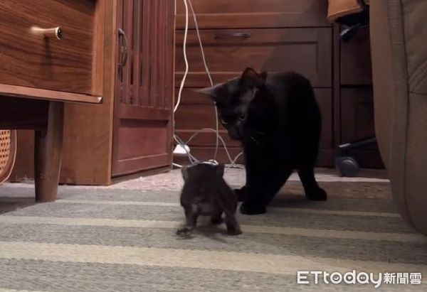 ▲。（圖／Threads@izzinotez提供，請勿隨意翻拍，以免侵權。）