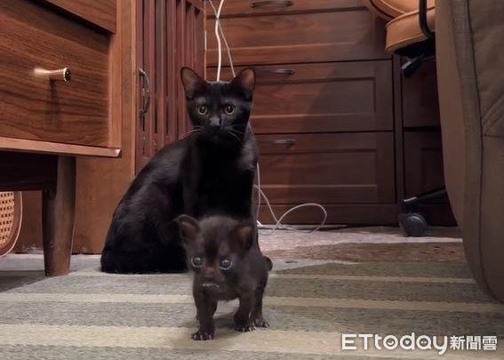 ▲。（圖／Threads@izzinotez提供，請勿隨意翻拍，以免侵權。）