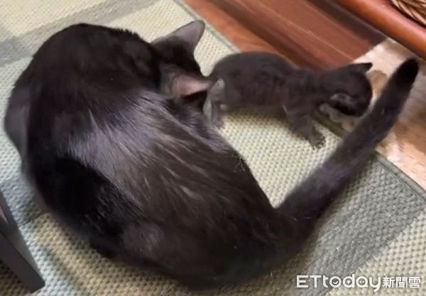 ▲。（圖／Threads@izzinotez提供，請勿隨意翻拍，以免侵權。）