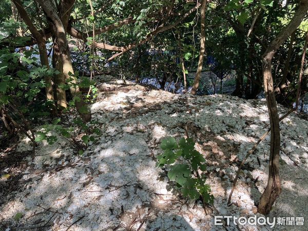 ▲新北市1家食品加工廠楊姓業者，帶著2名移工載運廢棄雞蛋殼，在通霄山區亂倒被警方查獲法辦。（圖／記者楊永盛翻攝）