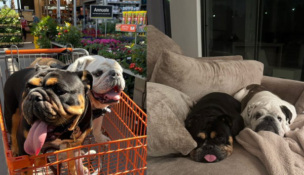 怕狗狗獨自在家孤單　送「寵物日托遇真愛」女主人意外變二寶媽。（圖／翻攝自TikTok／rollsandunderbites）