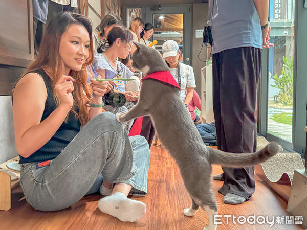 ▲▼台南角落有貓咖啡。（圖／記者蔡玟君攝）