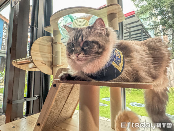▲▼台南角落有貓咖啡。（圖／記者蔡玟君攝）