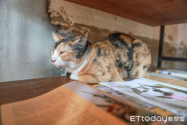 ▲▼台南貓門咖啡 。（圖／記者蔡玟君攝）