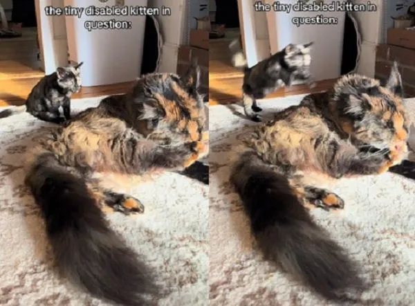 ▲。（圖／翻攝自TikTok／@bbtessytok）