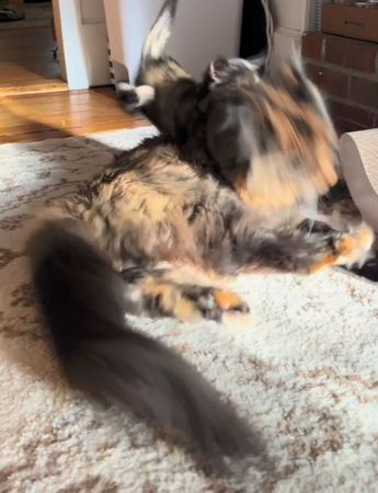 ▲。（圖／翻攝自TikTok／@bbtessytok）