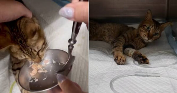 新竹一名獨居老人過世，導致關在籠內的2隻狗、8隻貓被活活餓死。（圖／翻攝自新竹市浪愛傳遞貓狗tnvr協會臉書）