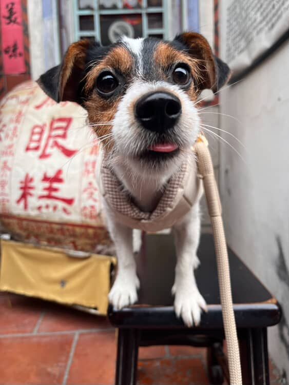 ▲致敬日藝術家！傑克羅素㹴尿墊當畫布　鋪滿圓點：留白間隙剛好。（圖／肉桂シナモン@cinnamon__flavor提供，請勿隨意翻拍，以免侵權。）