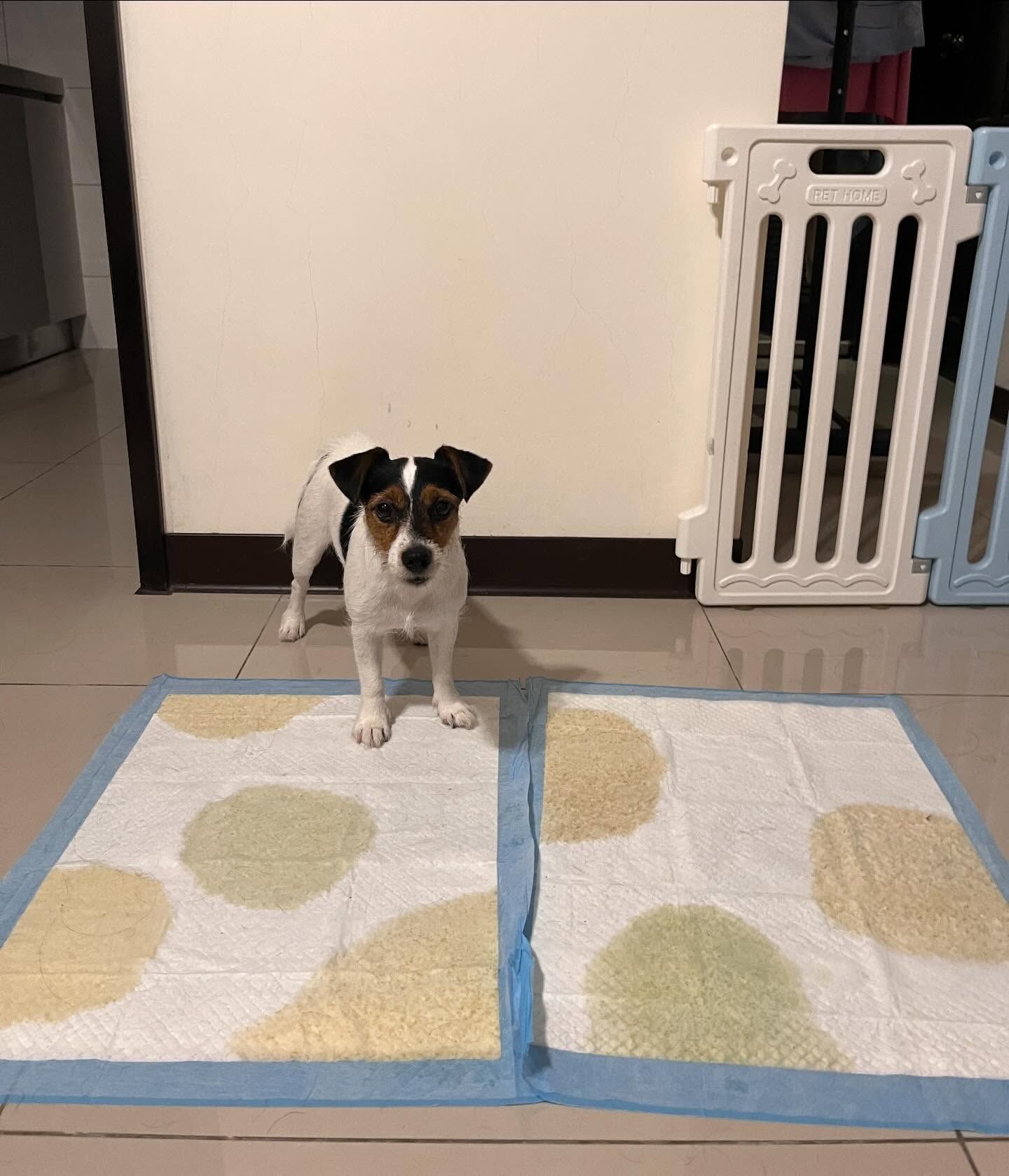 ▲致敬日藝術家！傑克羅素㹴尿墊當畫布　鋪滿圓點：留白間隙剛好。（圖／肉桂シナモン@cinnamon__flavor提供，請勿隨意翻拍，以免侵權。）