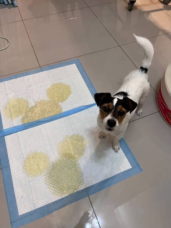 ▲致敬日藝術家！傑克羅素㹴尿墊當畫布　鋪滿圓點：留白間隙剛好。（圖／肉桂シナモン@cinnamon__flavor提供，請勿隨意翻拍，以免侵權。）