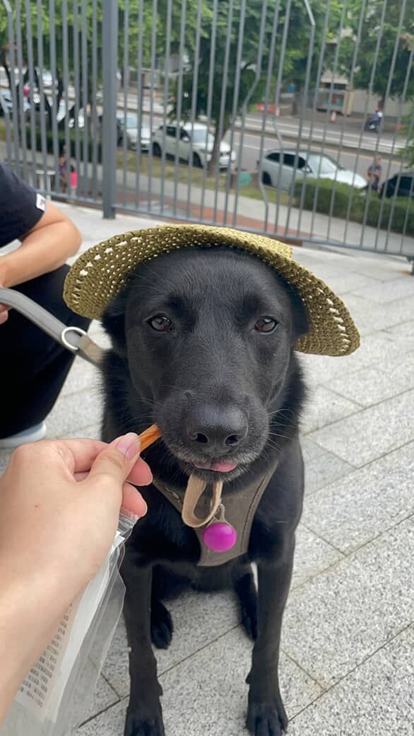 ▲黑汪挑戰「烏鴉喝水」舌舔5公升寶特瓶桶　網笑：待會要叼石頭了。（圖／歐娜Baby&虎虎@onahuhu.gyybb421提供，請勿隨意翻拍，以免侵權。）