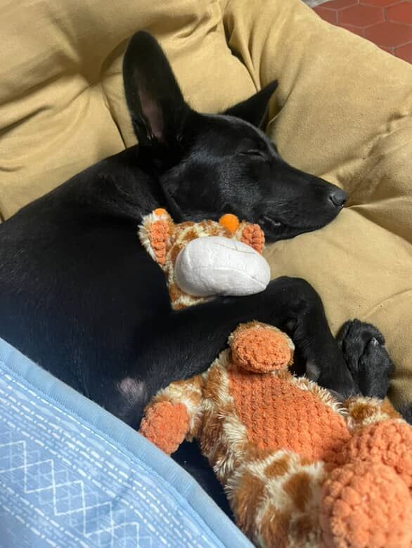 ▲黑汪挑戰「烏鴉喝水」舌舔5公升寶特瓶桶　網笑：待會要叼石頭了。（圖／歐娜Baby&虎虎@onahuhu.gyybb421提供，請勿隨意翻拍，以免侵權。）