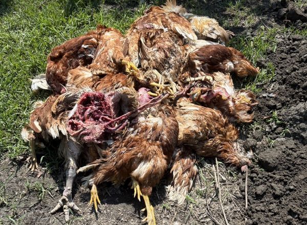 ▲農場內的雞隻遭到浪狗突襲慘死。（圖／民眾提供）
