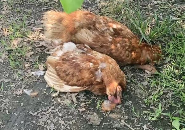 ▲農場內的雞隻遭到浪狗突襲慘死。（圖／民眾提供）