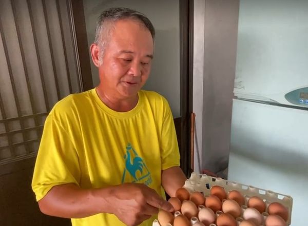 ▲農場內的雞隻遭到浪狗突襲慘死。（圖／民眾提供）