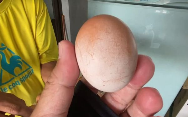 ▲農場內的雞隻遭到浪狗突襲慘死。（圖／民眾提供）