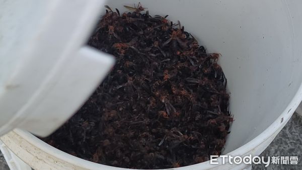 ▲埔里籃球場驚見黑腹虎頭蜂築巢。（圖／埔里鎮公所提供）