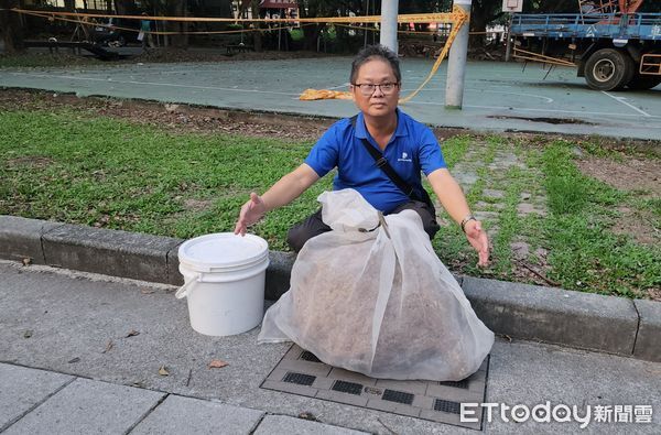 ▲埔里籃球場驚見黑腹虎頭蜂築巢。（圖／埔里鎮公所提供）