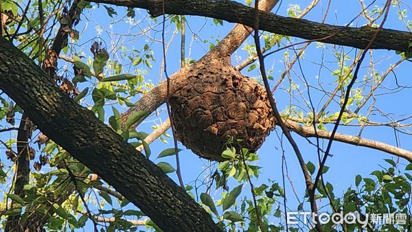 ▲埔里籃球場驚見黑腹虎頭蜂築巢。（圖／埔里鎮公所提供，下同）