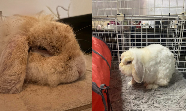 受虐咖啡兔洗完澡「神奇變成白兔」　志工心疼：被香菸薰的。（圖／翻攝自Facebook／Sweetie`s Rescue）