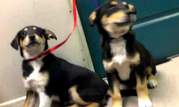 滑臉書驚見「已逝愛犬分身」　女秒認出感動收編：12年前曾見過。（圖／翻攝自Facebook／Pasadena Humane）