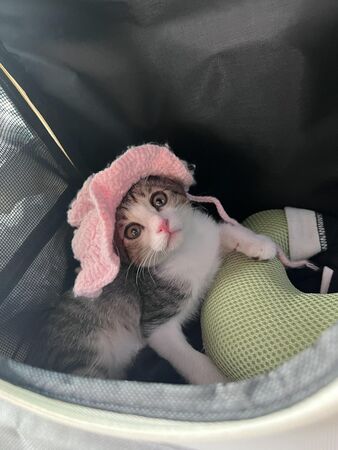 ▲▼米可白愛犬吃大牌飼料狂拉肚子　她驚見「整包布滿蟲卵」氣炸。（圖／翻攝自Facebook／米可白）