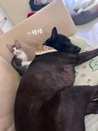 ▲▼米可白愛犬吃大牌飼料狂拉肚子　她驚見「整包布滿蟲卵」氣炸。（圖／翻攝自Facebook／米可白）