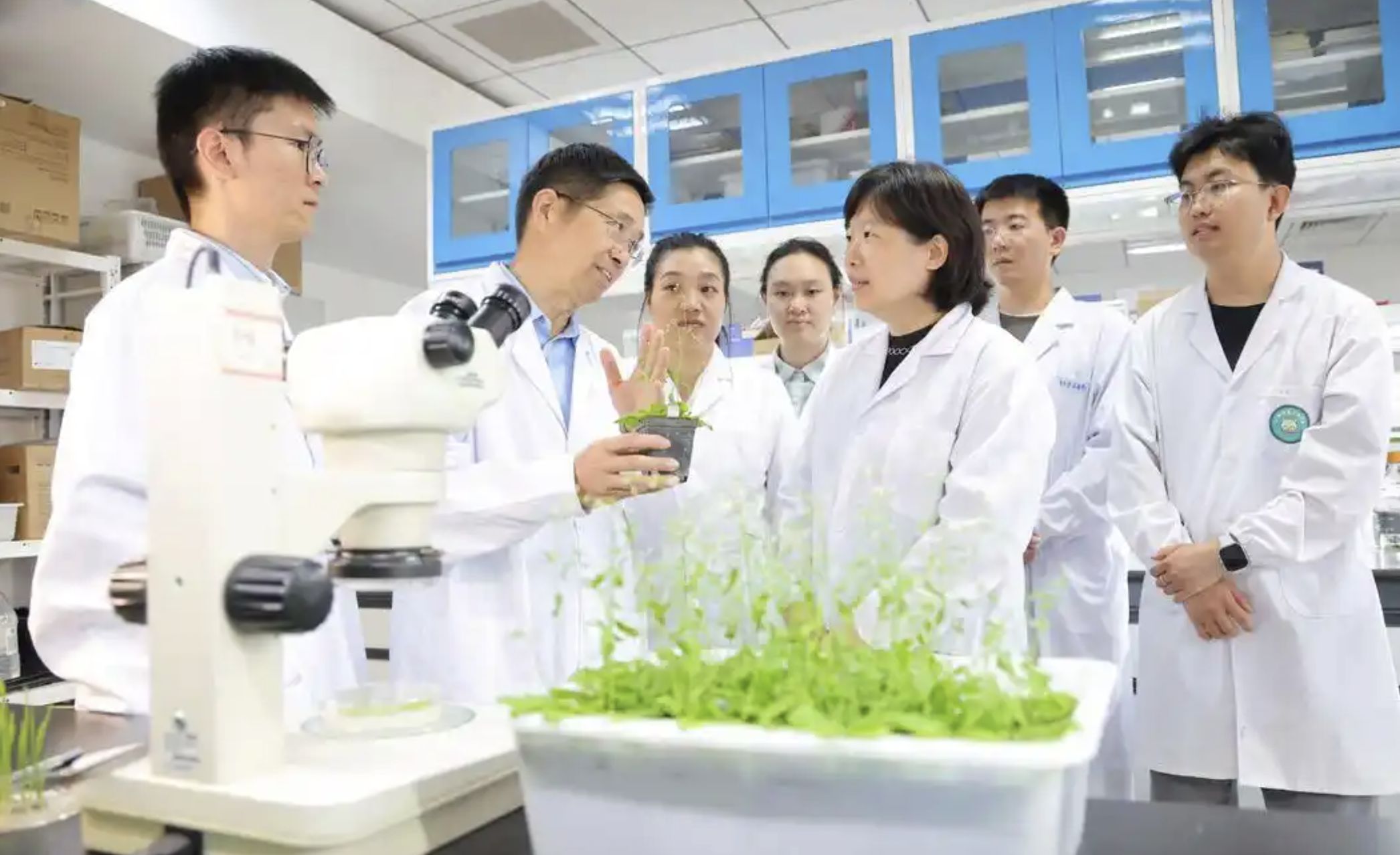 ▲大陸科研團隊破解「植物細胞全能性」世紀難題。（圖／翻攝光明網）