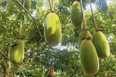 廣東人引進非洲「生命之樹」成功存活兩棵　壽命最長可達5000年