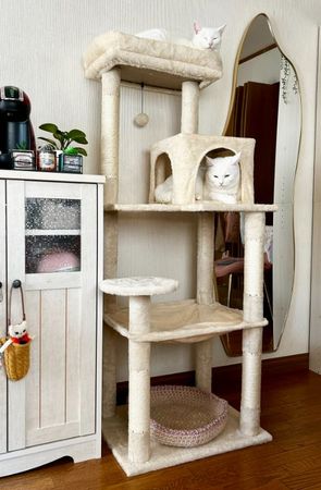 ▲。（圖／翻攝自X／@pom_powa_nyan）