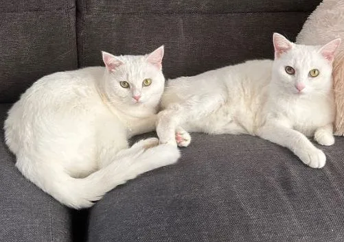 ▲。（圖／翻攝自X／@pom_powa_nyan）