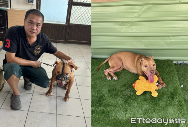 比特犬Lucky。（圖／蔡姓飼主提供）