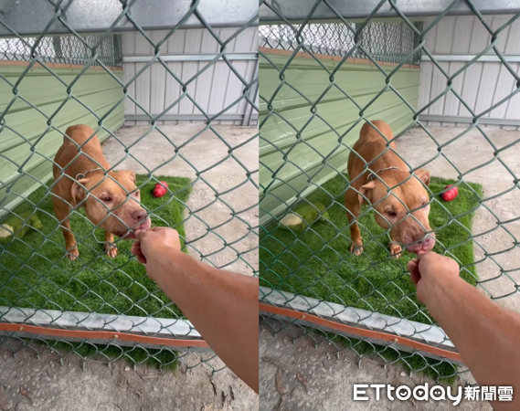 比特犬Lucky。（圖／蔡姓飼主提供）