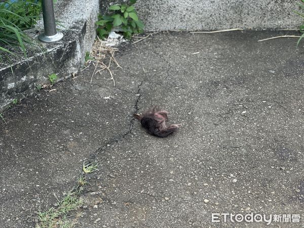 ▲台中少年殺女友。（圖／記者許權毅攝）