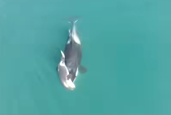 ▲▼             。（圖／翻攝自臉書／SeaDoc Society）