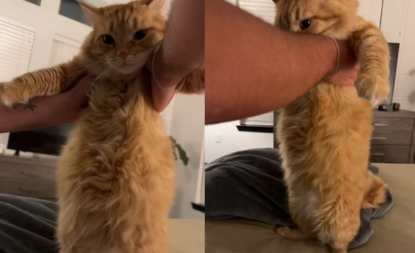 女醒來發現愛貓「一晚吃掉2周食物」脹成圓球　爆笑：不愧是胖橘。（圖／翻攝自TikTok／alixandracass）