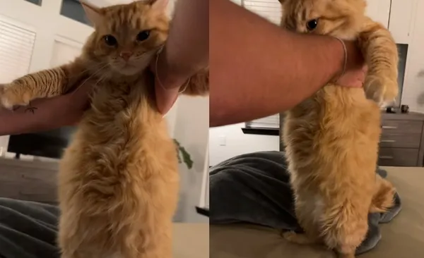 女醒來發現愛貓「一晚吃掉2周食物」脹成圓球　爆笑：不愧是胖橘。（圖／翻攝自TikTok／alixandracass）