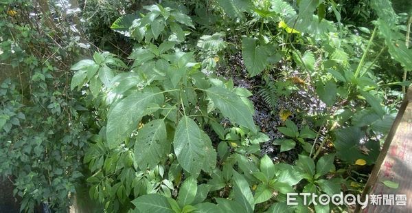 ▲檢測結果出爐，民眾誤將「大花曼陀羅」當野菜食用。（圖／記者楊晨東翻攝）