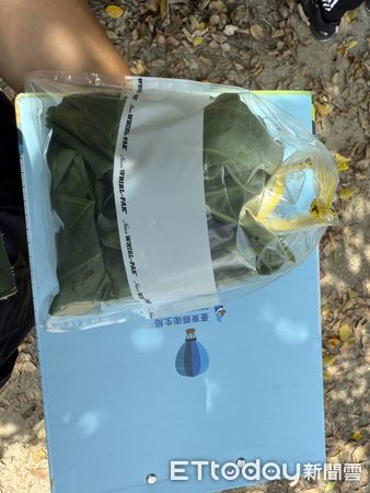 ▲檢測結果出爐，民眾誤將「大花曼陀羅」當野菜食用。（圖／記者楊晨東翻攝）