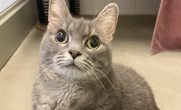 男收容所遇見「7歲脫窗貓」秒收編　PO文爆紅感動網：牠值得被愛。（圖／翻攝自Reddit）