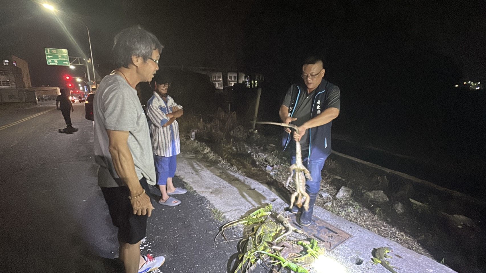 ▲洪宗麒服務團隊捕抓綠鬛蜥。（圖／洪宗麒提供）