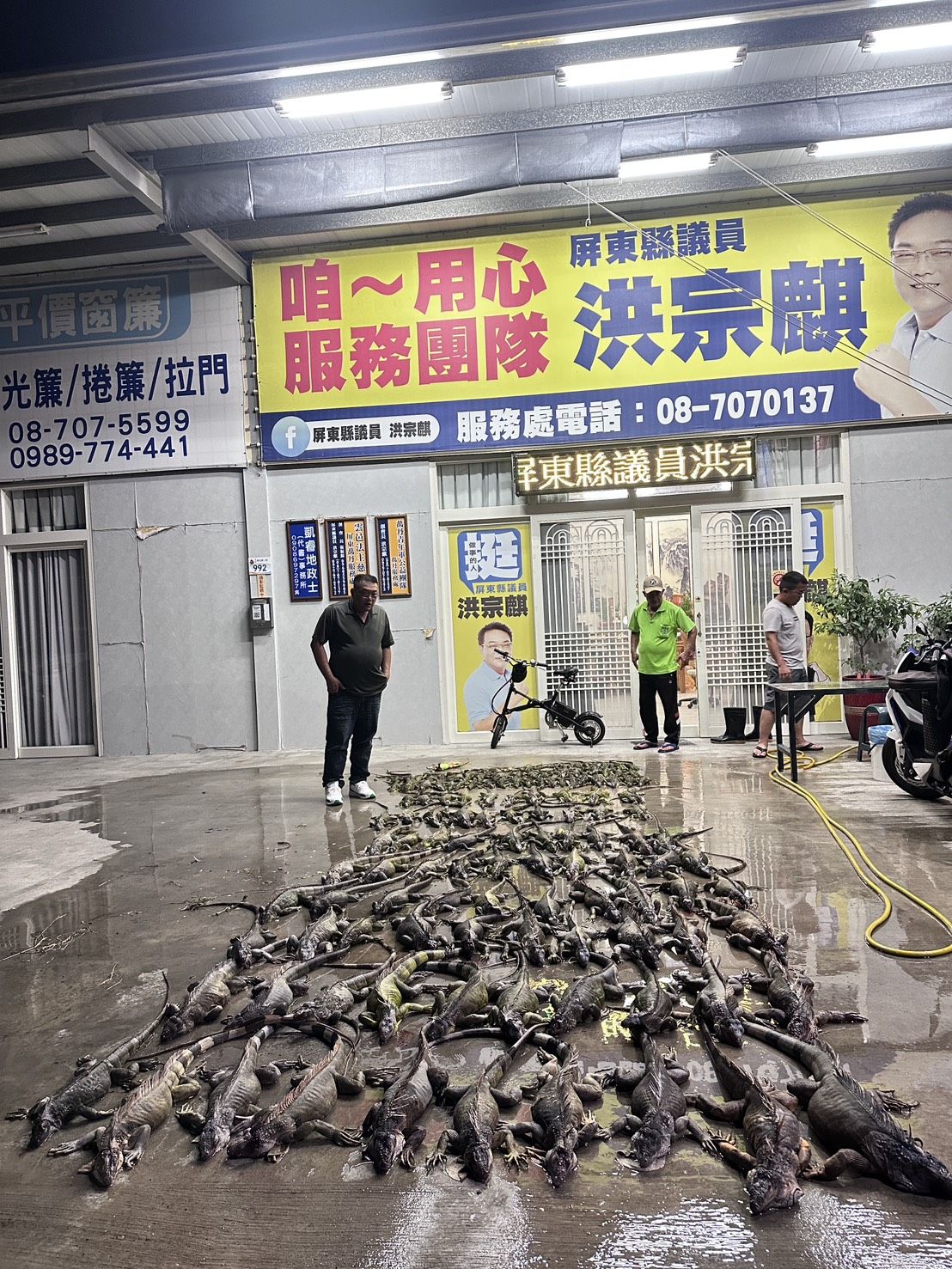 ▲洪宗麒服務團隊捕抓綠鬛蜥。（圖／洪宗麒提供）