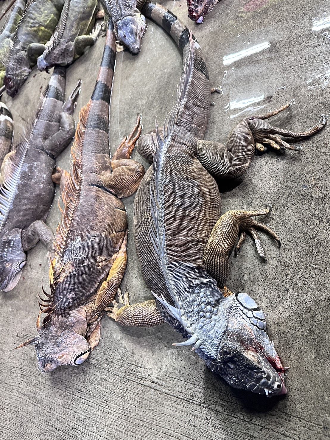 ▲洪宗麒服務團隊捕抓綠鬛蜥。（圖／洪宗麒提供）