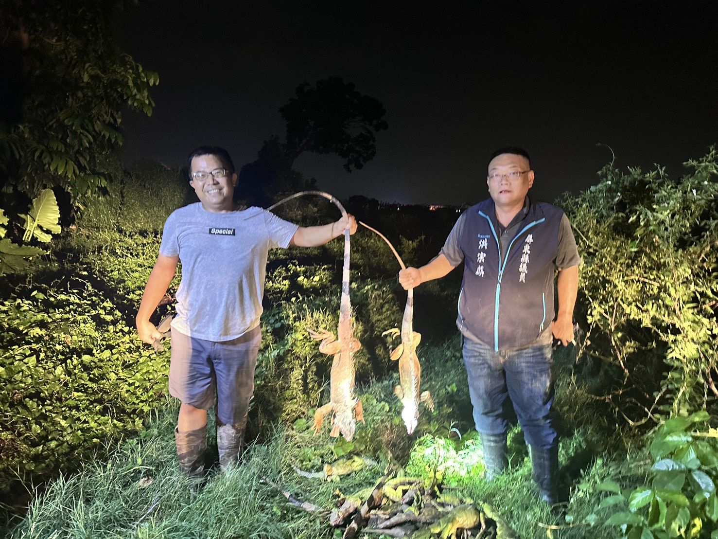 ▲洪宗麒服務團隊捕抓綠鬛蜥。（圖／洪宗麒提供）