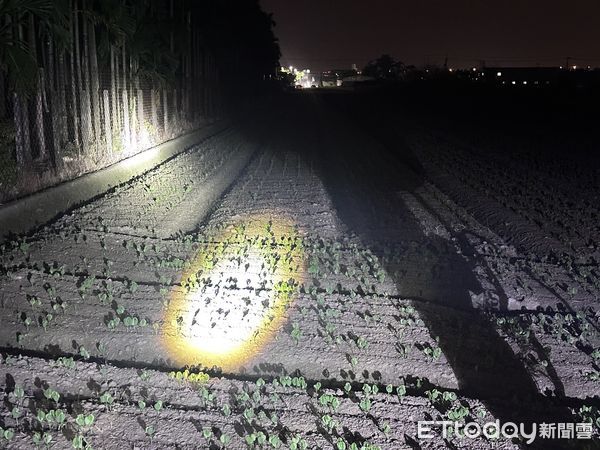 ▲洪宗麒服務團隊捕抓綠鬛蜥。（圖／洪宗麒提供）