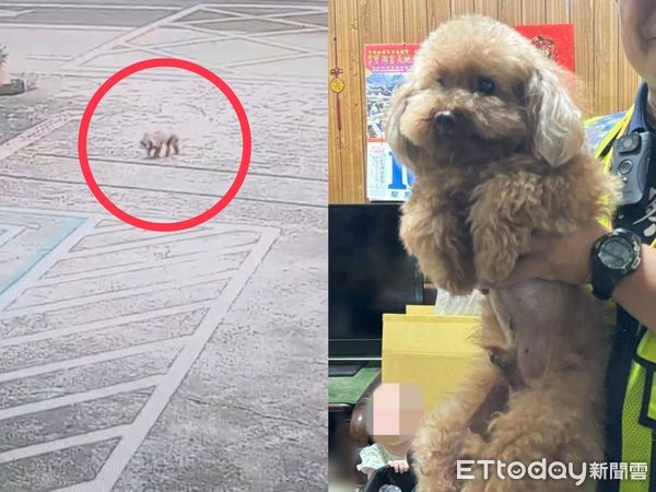 ▲12歲貴賓狗Niko走失落寞淋雨流浪　路過派出所「自己走進」求救。（圖／記者許權毅翻攝）