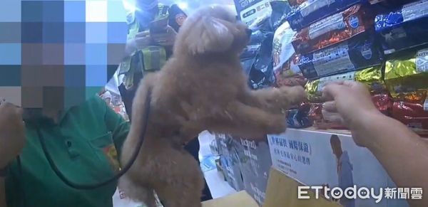 ▲12歲貴賓狗Niko走失落寞淋雨流浪　路過派出所「自己走進」求救。（圖／記者許權毅翻攝）