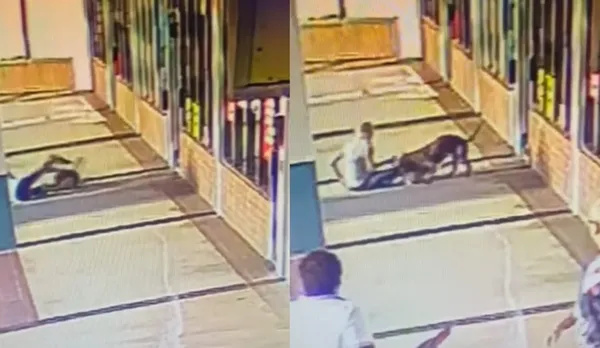 遛狗被40公斤比特犬攻擊「沒路人幫忙」　70歲嬤反咬狂犬救狗。（圖／翻攝自Facebook／Shirley Pasamanick）